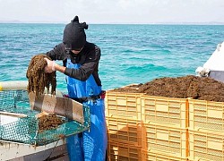 Lợi ích của hợp chất fucoidan đối với sức khỏe