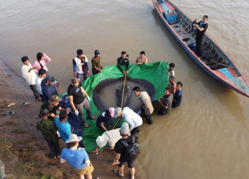 Bắt được cá nước ngọt lớn nhất thế giới trên sông Mekong