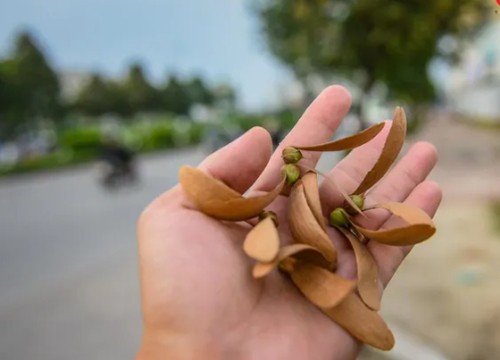 Hoa sao đen: Một thoáng Sài Gòn giữa lòng Hà Nội