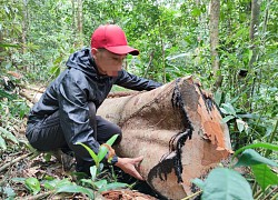 Tây nguyên 'khát' nhân lực bảo vệ rừng