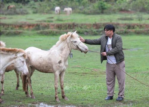 Mô hình nuôi ngựa bạch mang lại hiệu quả kinh tế cao tại Bắc Giang