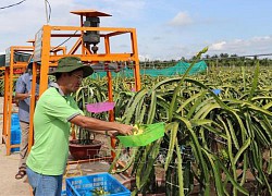 Tăng cạnh tranh cho vùng chuyên canh thanh long xuất khẩu