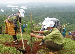 Vườn quốc gia Tà Đùng: Giữ rừng đi đôi với trồng rừng