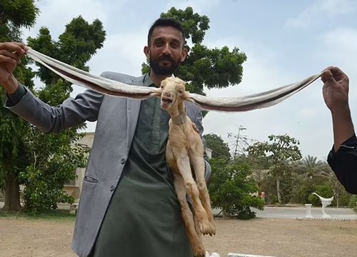 Cận cảnh đôi tai dài gần 50cm có một không hai của chú dê ở Pakistan