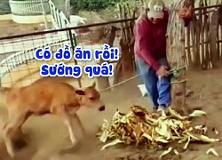 Chú bò quấn sen vào cột khi được cho ăn