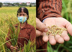 Hà Nam: Nông dân Thanh Liêm khốn khổ vì 'lúa ma' hoành hành