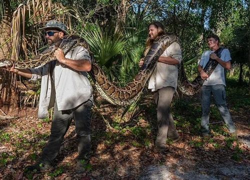 Hãi hùng con trăn khủng sống trong đầm lầy Florida, 3 người khiêng không hết