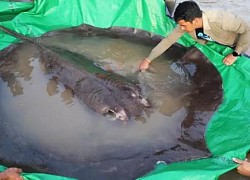 Phát hiện 'quái vật sông' cá đuối nước ngọt nặng 300kg, dài gần 4 mét