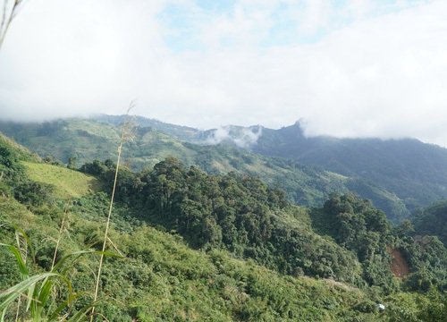 Quảng Nam xin chuyển đổi 25ha rừng làm đường vùng sâm Ngọc Linh