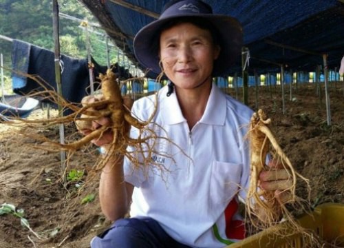 Chuyển giao công nghệ trồng sâm Hàn Quốc cho tỉnh Điện Biên