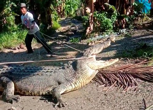 Dùng dây thừng 'bắt gọn' cá sấu dài hơn 4 mét