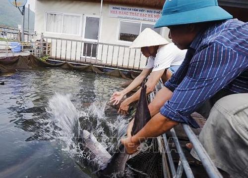 Nâng cao hiệu quả nuôi thủy sản trên hồ chứa