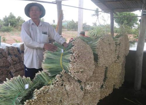 Nông dân Tiền Giang lãi lớn nhờ trồng sả thương phẩm