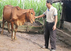 Thực hiện đa dạng hóa sinh kế, phát triển mô hình giảm nghèo