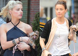 Amber Heard bị cho là tấm gương xấu cho phụ nữ