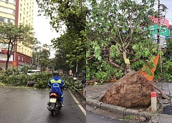 Hàng loạt cây xanh ngã đổ sau cơn mưa 'nhanh như chớp' ở Hải Phòng