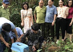 Tái thả số lượng lớn động vật hoang dã vào rừng nguyên sinh Cúc Phương