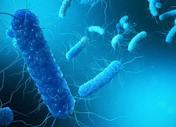 Dùng thuốc gì trị tiêu chảy do vi khuẩn C.difficile?