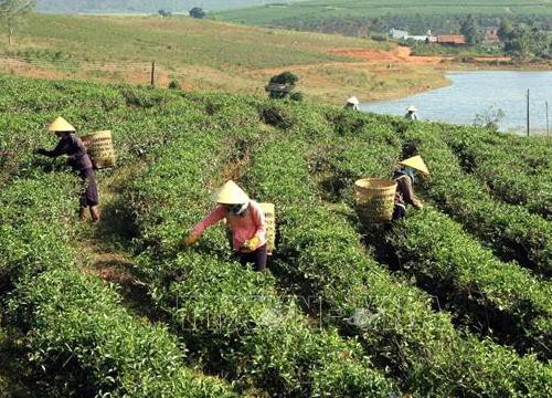 Lâm Đồng: Phấn đấu nâng thu nhập đầu người vùng dân tộc thiểu số lên 84 - 87 triệu đồng