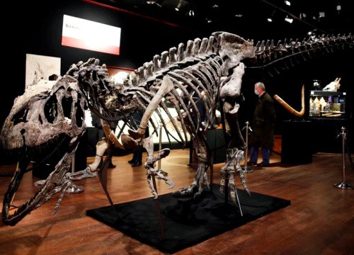 Lần đầu tiên đấu giá bộ xương hoàn chỉnh của khủng long Gorgosaurus