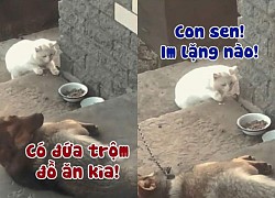 Mèo rón rén trộm đồ ăn bị chó rượt