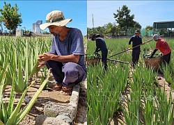 Ninh Thuận: Nha đam hút hàng mùa nắng nóng, giá tăng gấp đôi