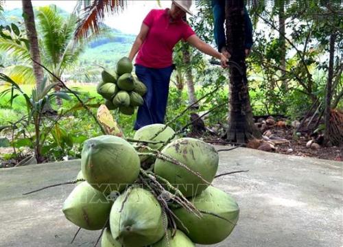 Bao tiêu sản phẩm nông sản cho nông dân