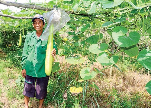 Diện tích sản xuất rau tăng