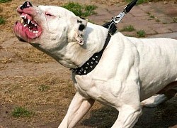 Bực tức vì bị đánh, người đàn ông lùa chó Pitbull và Becgie qua nhà tấn công hàng xóm