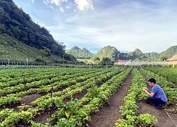 'Làm 1 vụ, lãi cả năm' nhờ rau màu trái vụ ở Mộc Châu