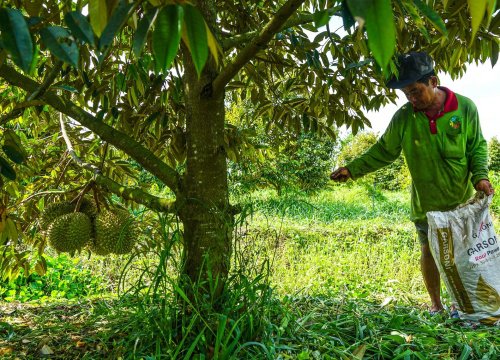 Điều kiện ngặt nghèo Trung Quốc quy định để nhập khẩu sầu riêng từ Việt Nam