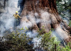 Những cây cự sam lớn nhất thế giới thoát khỏi 'giặc lửa'