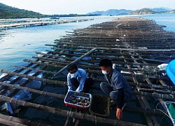 Triển vọng sản xuất giống nhân tạo và nuôi thương phẩm tu hài