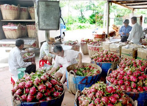 Kinh tế tập thể giúp phát triển cây thanh long - Bài 1: Chưa thể hiện rõ 'buôn có bạn, bán có phường'