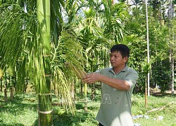 Mô hình trồng cau ở miền núi cho thu nhập hàng tỷ đồng mỗi năm