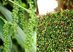 Giá tiêu hôm nay 19/7: Ổn định ở một số địa phương