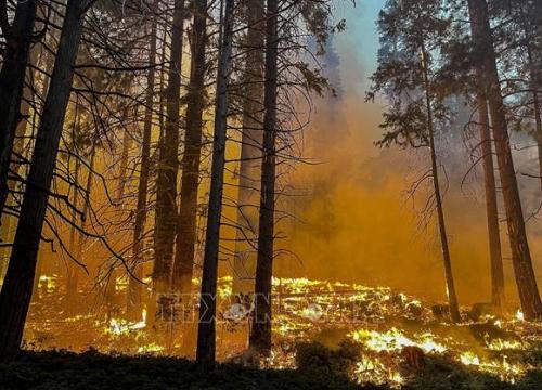 Hàng nghìn ha rừng bị thiêu rụi chỉ trong một ngày tại bang California, Mỹ