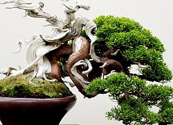 Những cây bonsai lâu đời nhất thế giới