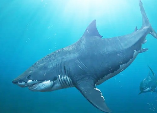 Hé lộ nguyên nhân tuyệt chủng của cá mập khổng lồ Megalodon