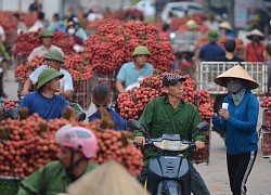 Rau quả luẩn quẩn chờ giải cứu: Áp lực bán tươi trong mùa vụ ngắn