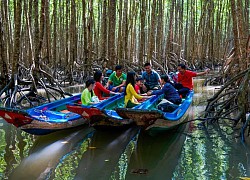 Cuộc trải nghiệm &#8216;kỳ thú&#8217; dưới tán rừng ngập mặn vùng Đất Mũi