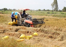 Chấn chỉnh ngay tình trạng cây xăng không bán hàng cho nông dân thu hoạch lúa