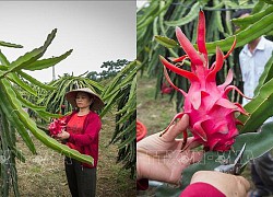 Hòa Bình: Phát triển vùng trồng thanh long ruột đỏ chất lượng cao