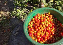 Một ngày đi hái cà chua thuê ở Canada