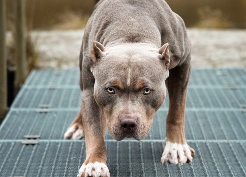 Nữ chủ nhà bị chó Pitbull cắn tử vong sau 2 ngày điều trị