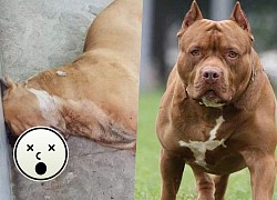 THANH HOÁ: Chó pitbull 40kg cắn chủ ra đi mãi mãi, mới nuôi được 1 năm