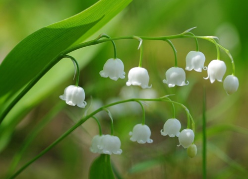 Tử vi ngày 5/8/2022: Tuổi Sửu sáng tỏ nhiều điều, tuổi Thân dễ phạm sai lầm