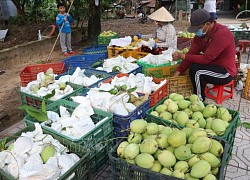 Phát triển xoài thành ngành hàng có giá trị gia tăng cao