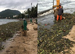 Vũng Tàu: Cả trăm tấn rác, lục bình ùn ùn dạt vào Bãi Trước