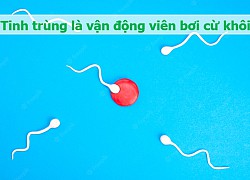 Tinh trùng và những điều bất ngờ: Vẫy đuôi 20 lần/giây, mất 70 ngày để lớn